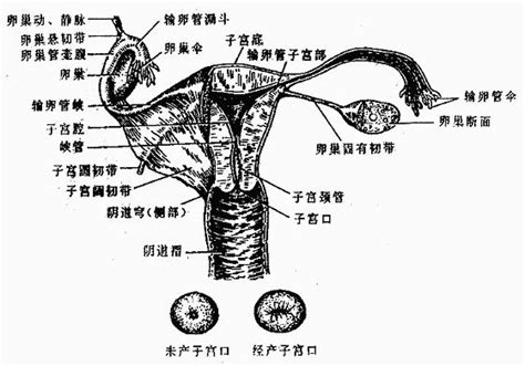 女性人體|人體解剖學/女性生殖系統